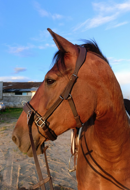 Капцунг кожаный