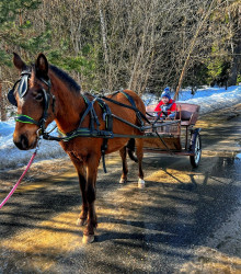 Комплект шорной упряжи с цветным кантом для пони - фото